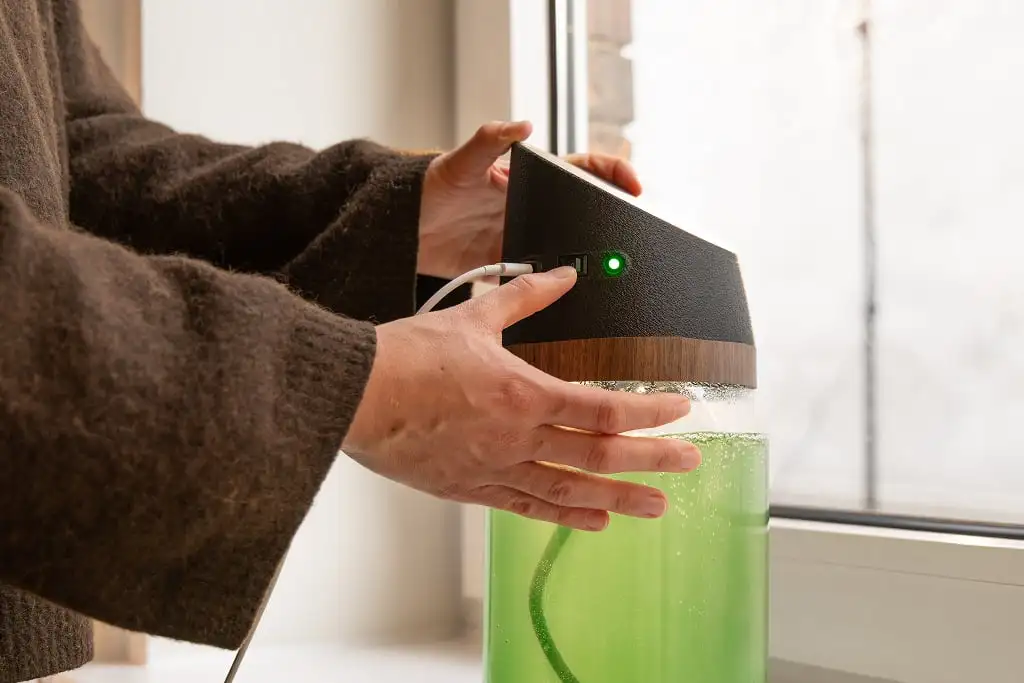 Person betätigt Schalter an der Spirulina Farm diese steht frisch angesetzt neben einem Fenster.
