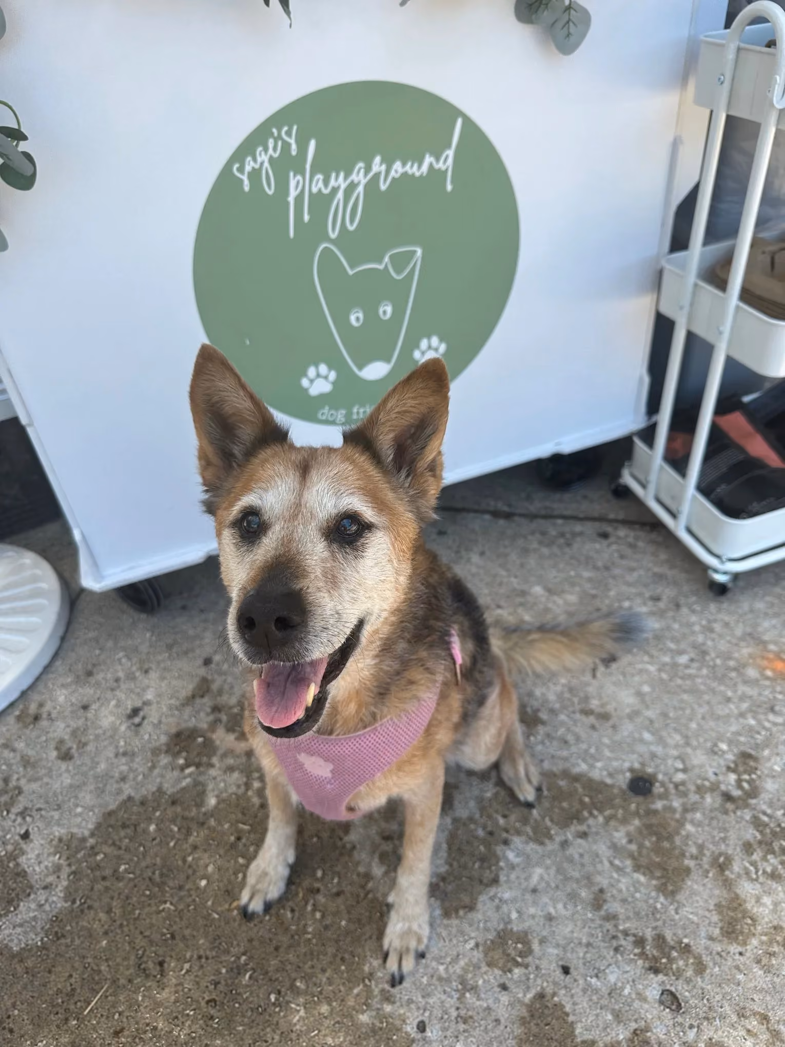 Dog in a pink harness posing with the Sage's Playground sign at a Tampa Bay coffee cart event