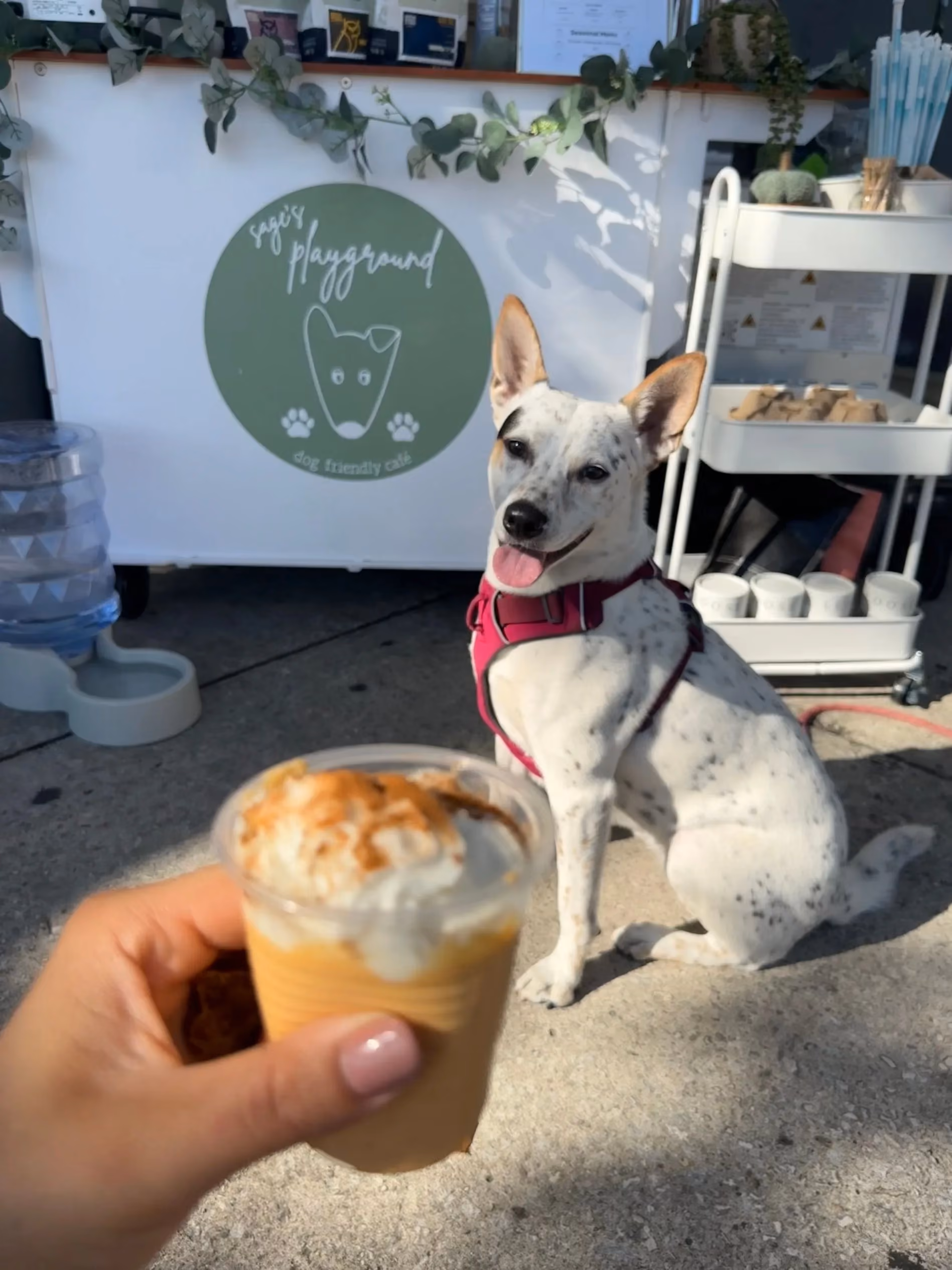 Kona the dog posing with a drink in front of the Sage's Playground coffee cart
