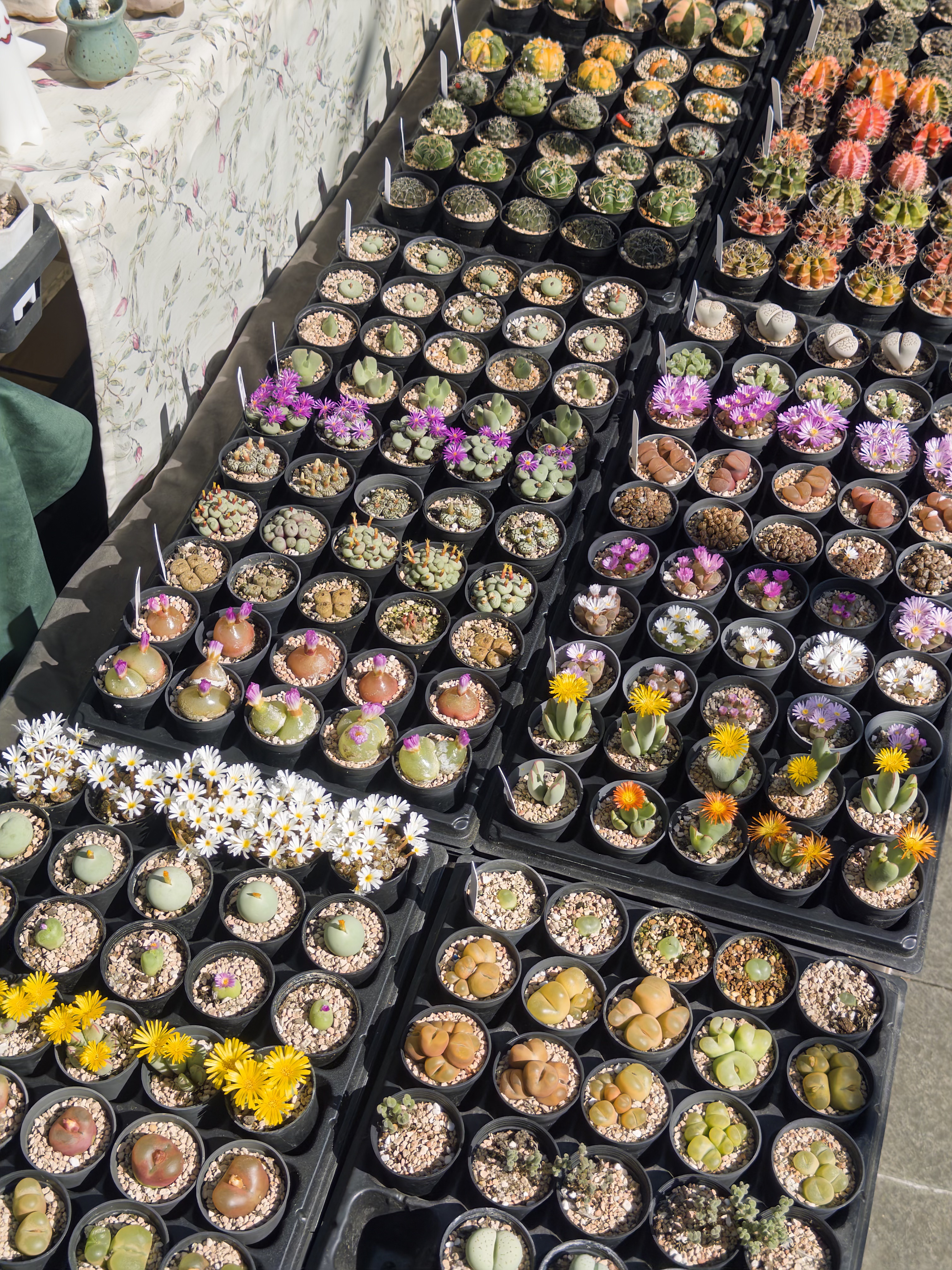 Positive young multiracial friends eating fast food and drinking beer in outdoor cafe