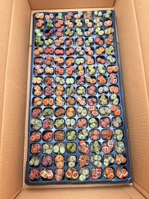 Young diverse couple having lunch with junk food