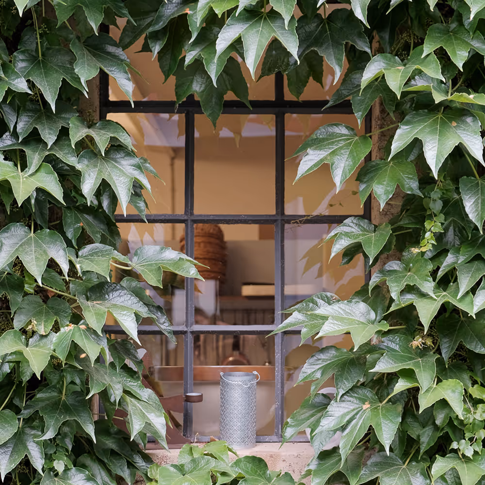 Close-up of a window framed by dense green ivy leaves, showing a rustic interior with a ceramic jug and wooden shelves.