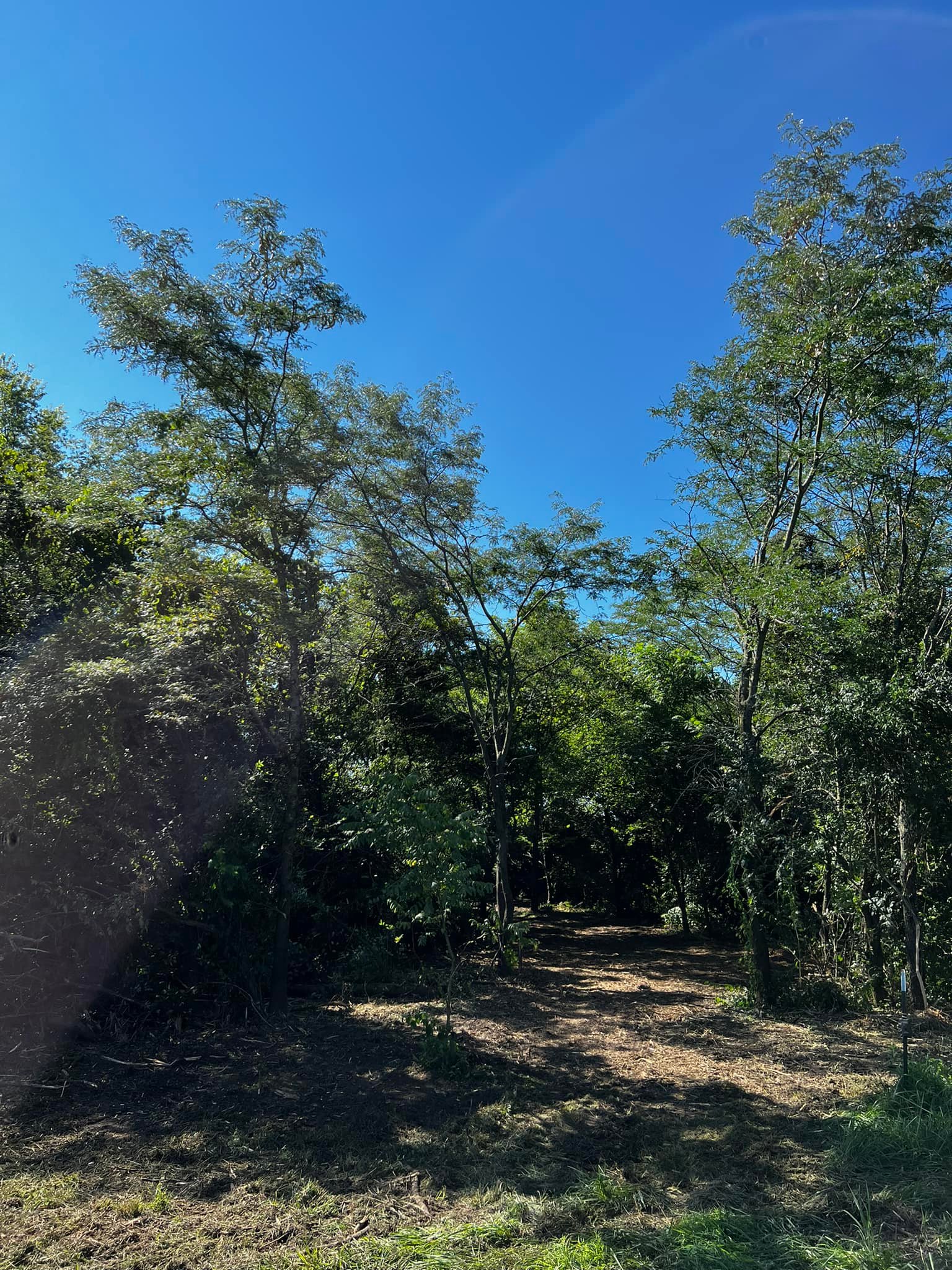 Narrow cleared path running between dense green trees under a blue sky