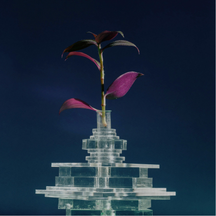 Purple-leaved plant cutting in a stacked clear acrylic block vase against a dark blue background.