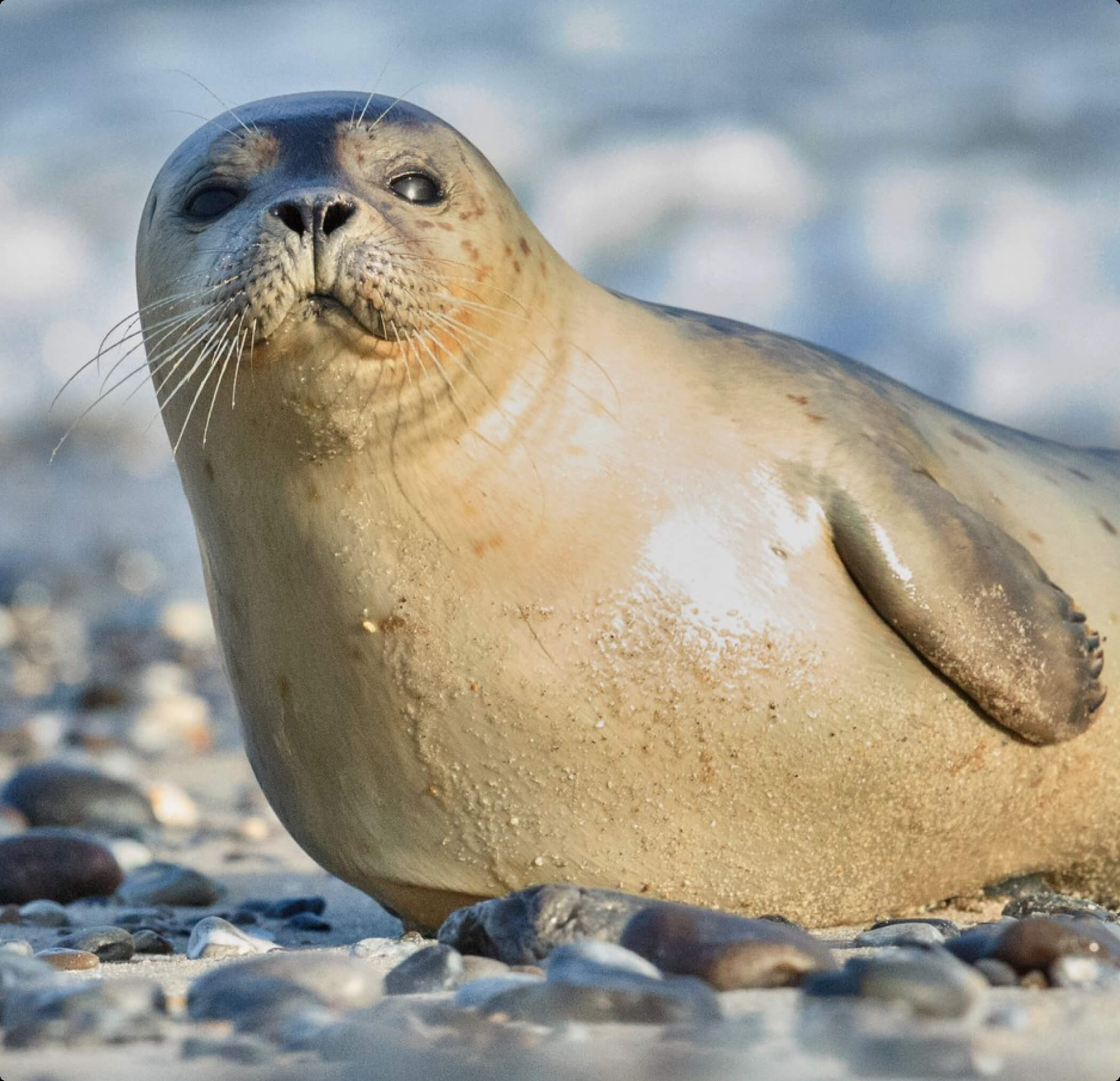A seal