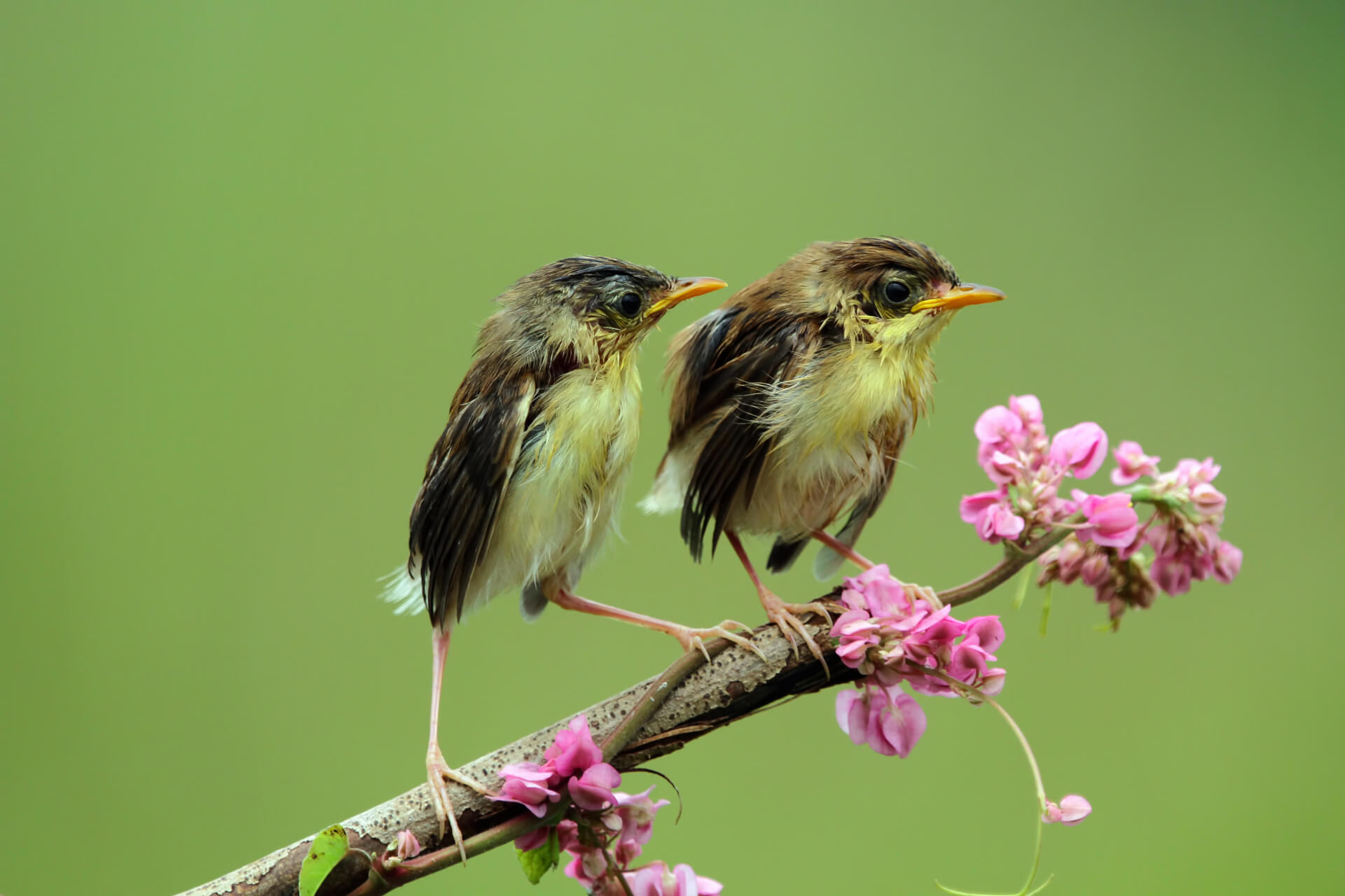 Birds sitting on a branch