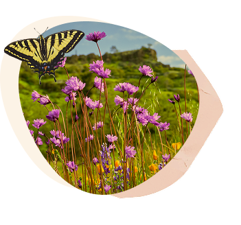 Butterfly with a flower field