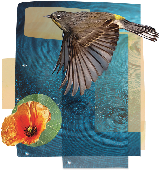 Bird collage