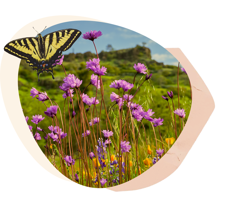 Butterfly with a flower field
