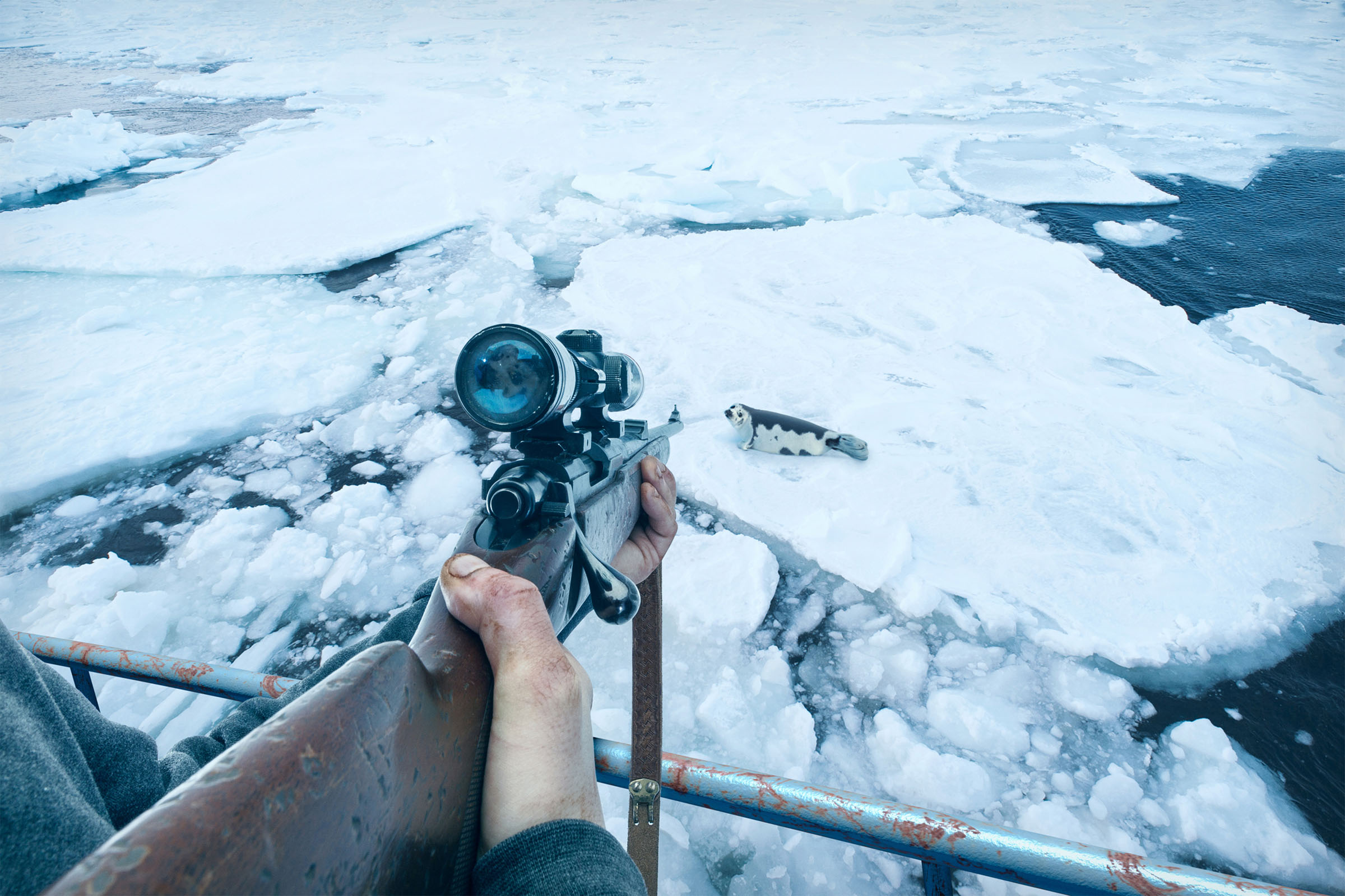 Rifle aimed at a seal resting on floating arctic ice, Humane Society International campaign.