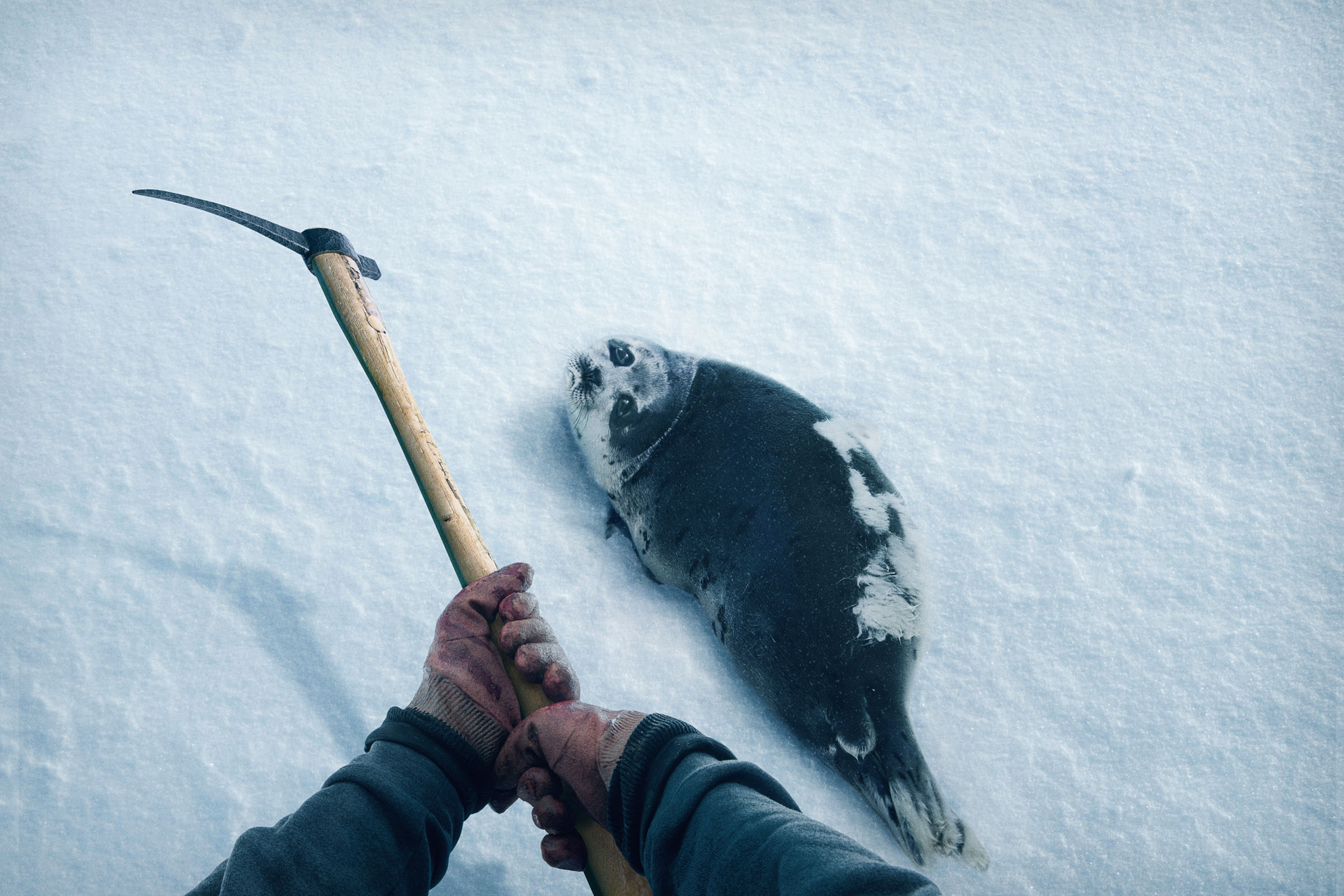 Seal hunter holding a hakapik above a seal on arctic ice, Humane Society International campaign.