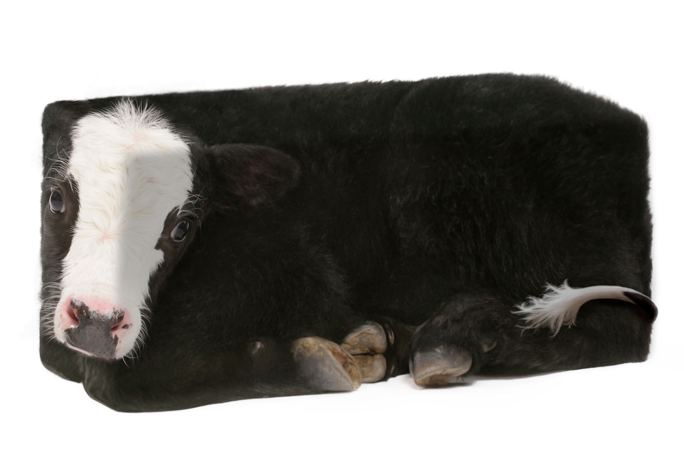 Calf compressed into rectangular form symbolizing intensive livestock confinement, Humane Society International campaign.