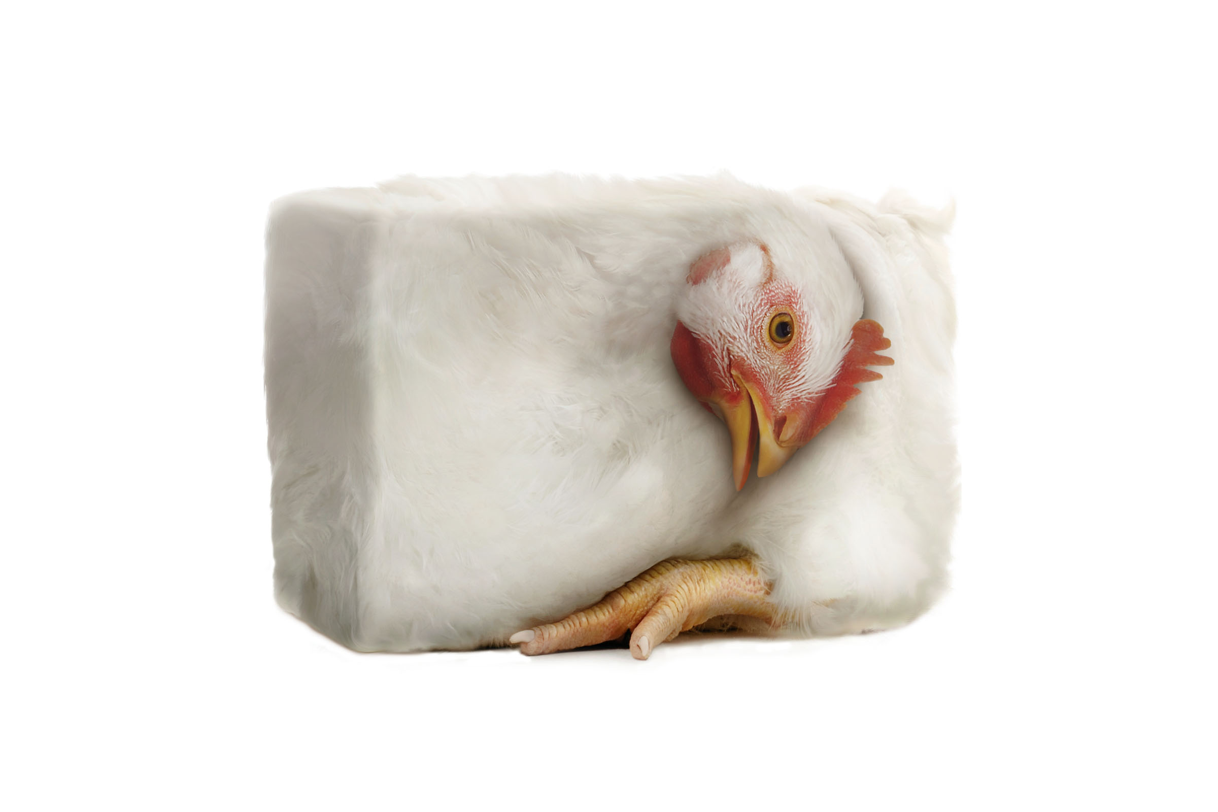 Chicken compressed into rectangular form representing intensive confinement, Humane Society International campaign.