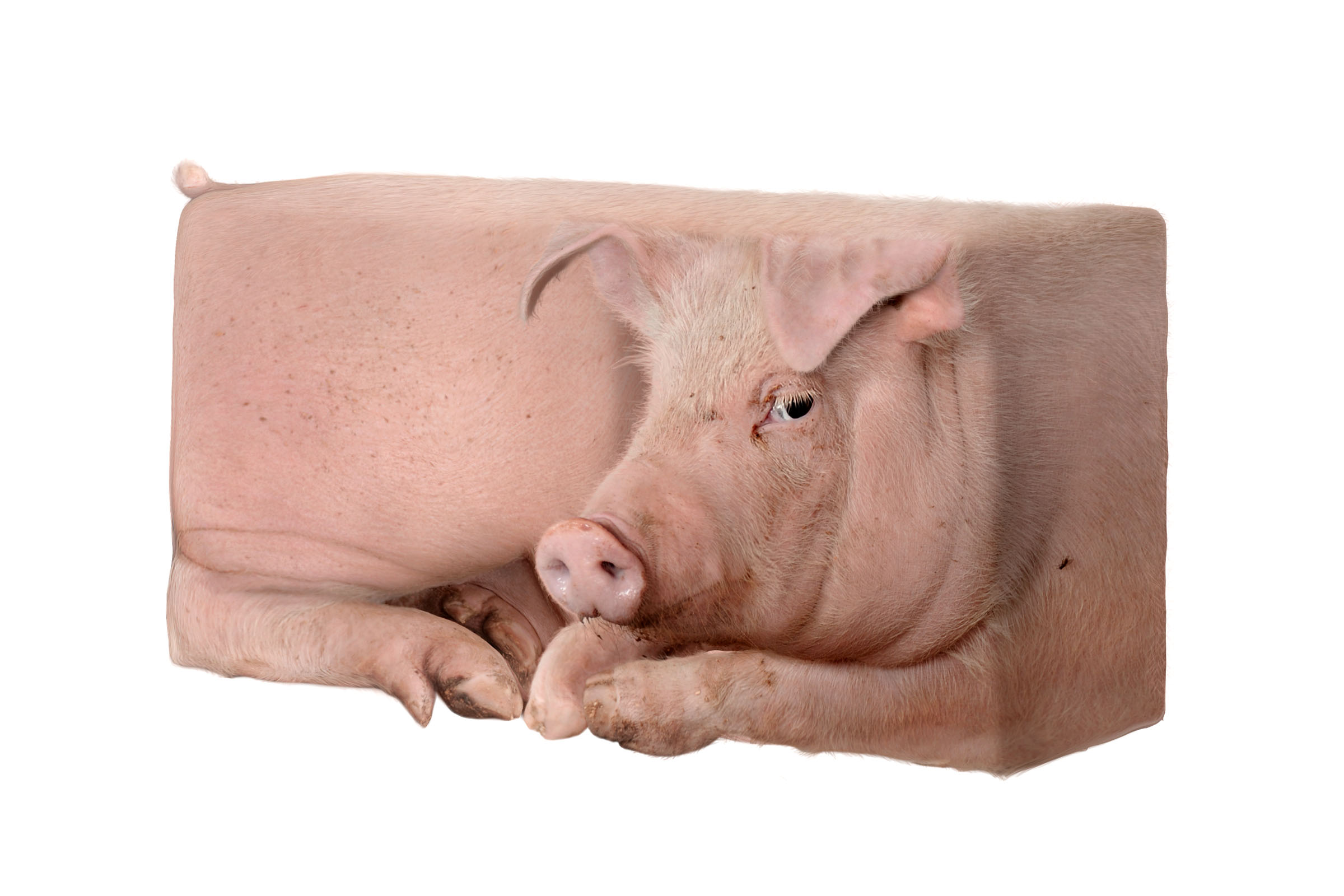 Pig compressed into block form illustrating factory farming confinement, Humane Society International campaign.