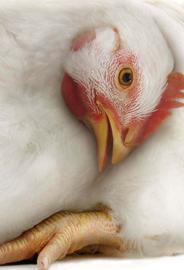 Chicken compressed into rectangular block form on white background, Humane Society International campaign.