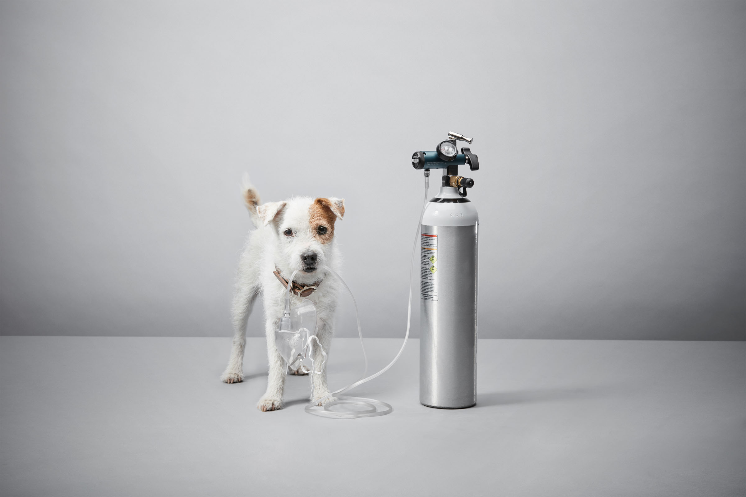 Jack Russell terrier with oxygen mask beside medical oxygen tank, World Animal Protection campaign.