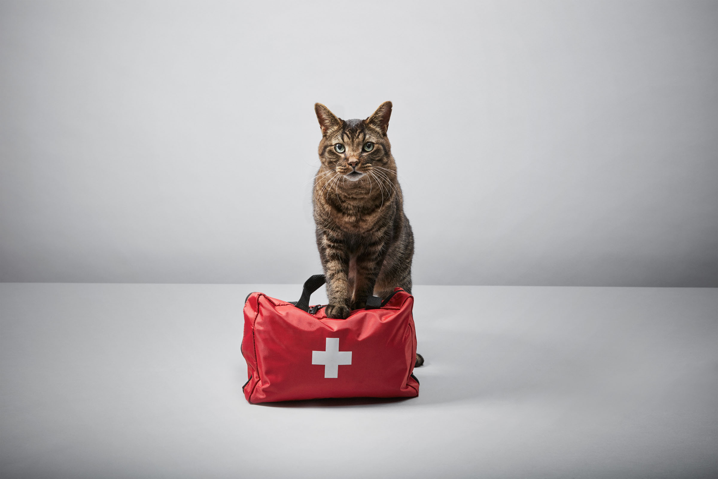 Cat standing on red first aid kit against grey studio background, World Animal Protection campaign.