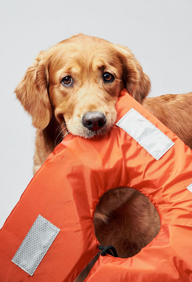 Golden retriever holding orange life jacket in studio, World Animal Protection campaign.
