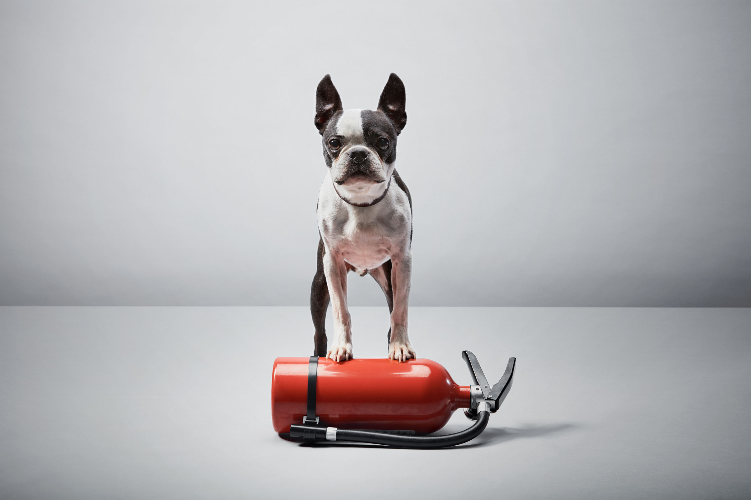 Boston terrier standing on fire extinguisher in studio, World Animal Protection campaign.