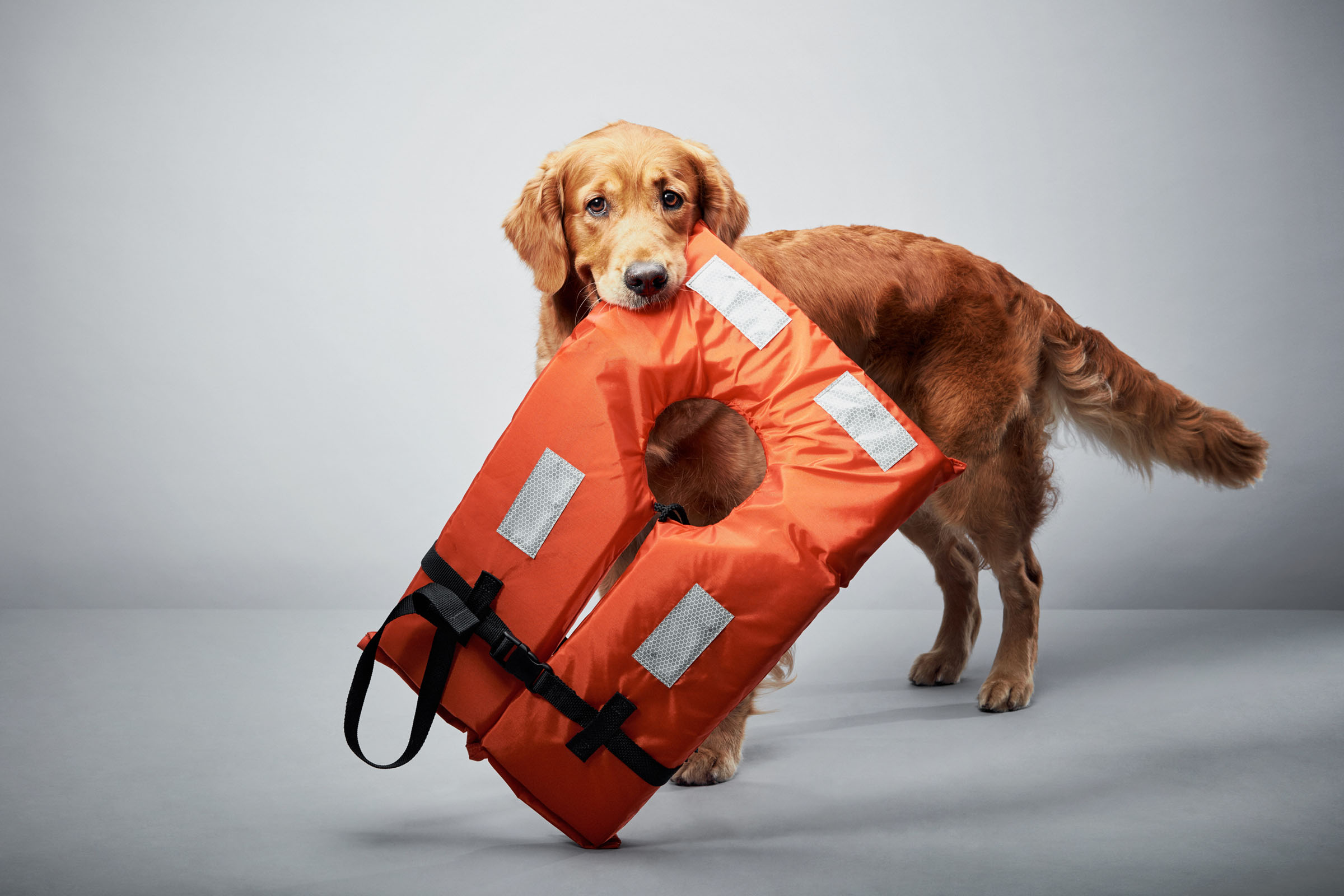 Golden retriever holding orange life jacket in studio, World Animal Protection campaign.