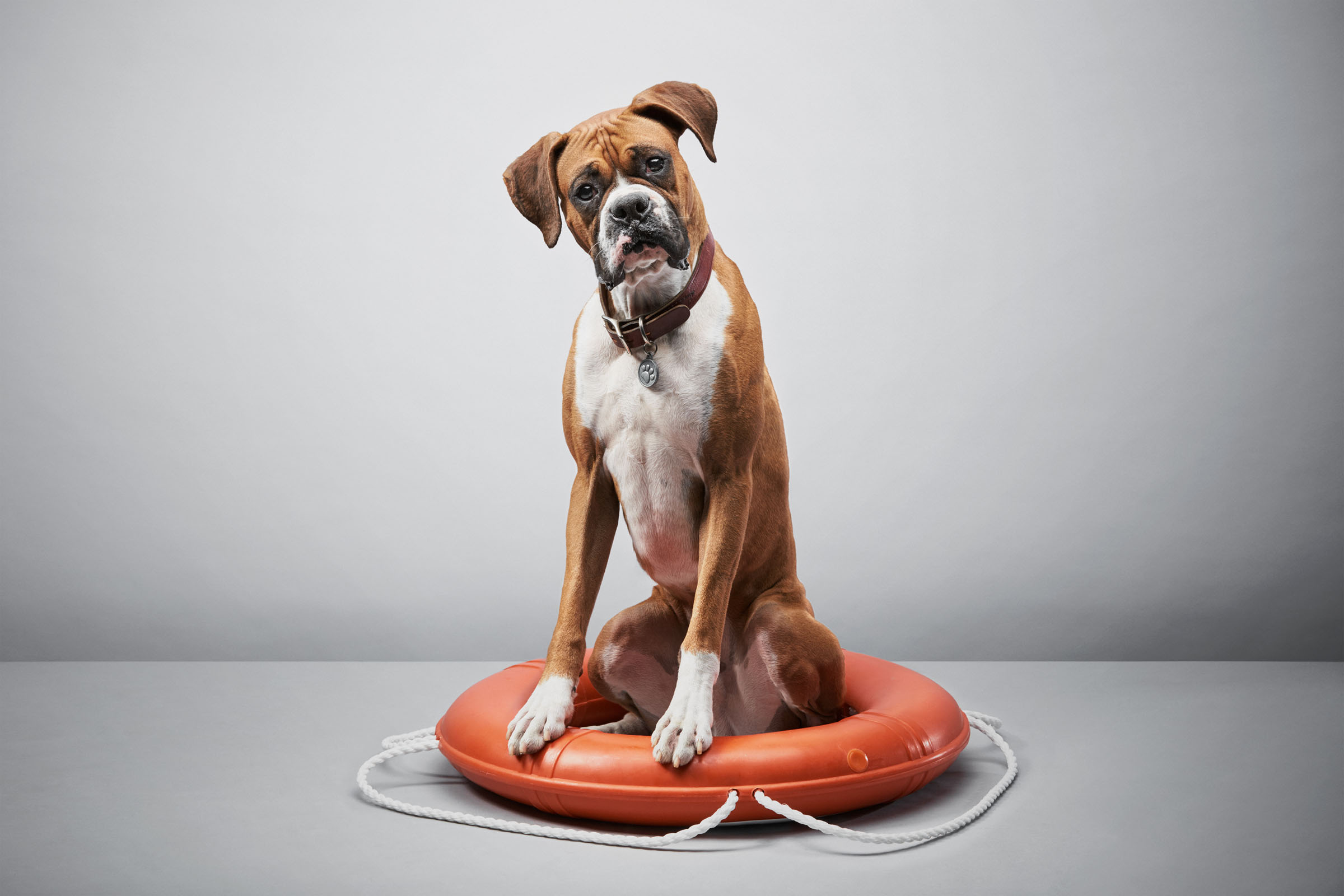 Boxer sitting on orange life preserver against grey studio background, World Animal Protection campaign.