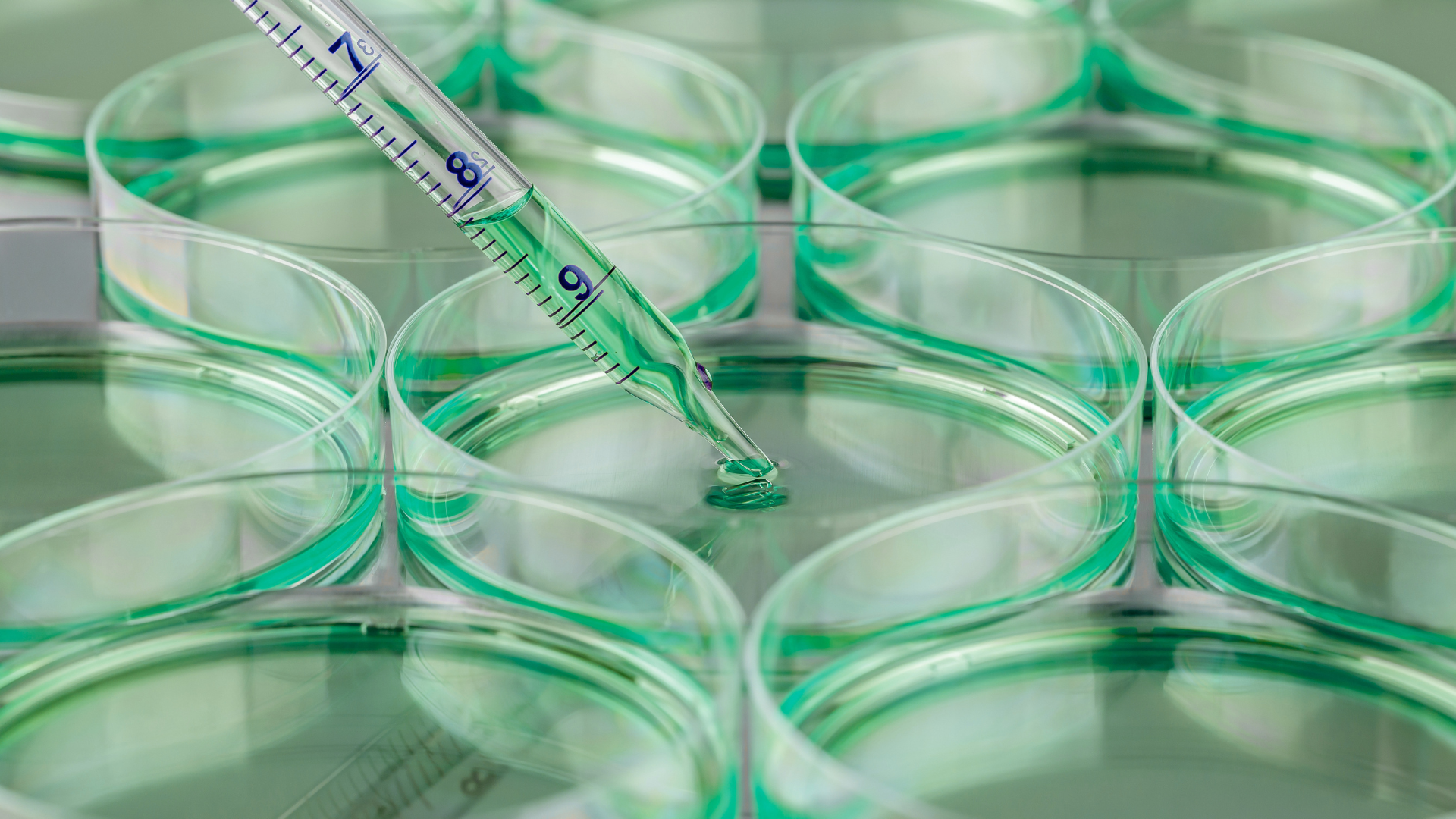 Cell Culture Reagents