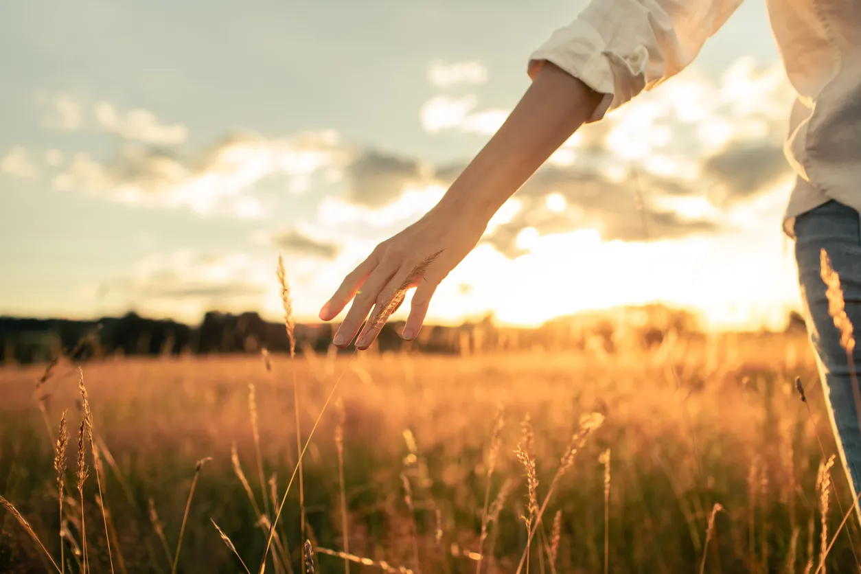 Person gently touching tall grass in a sunlit field at sunset.