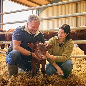 Male and female farmers holding a calf