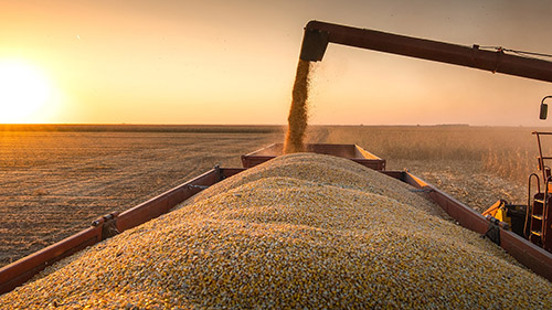 Grain being poured into a bulk truck