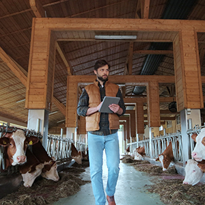 Man on tablet walking through cattle feedlot