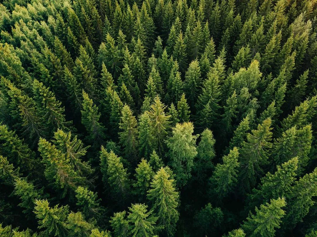Ariel shot of trees in a forrest 