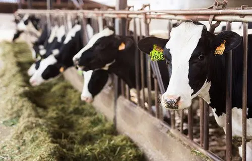Dairy cows behind fence eating grass