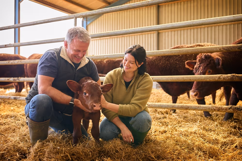 Two farmers in a feedlot holding a calf