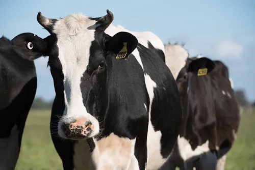 Dairy cows standing in field