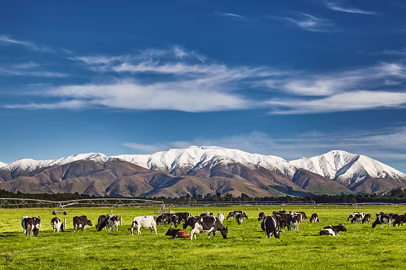 Dairy cows in a  grassy field below a snow capped mountain