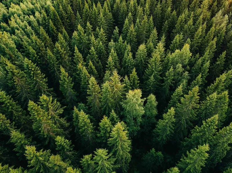 Ariel shot of trees in a forrest 