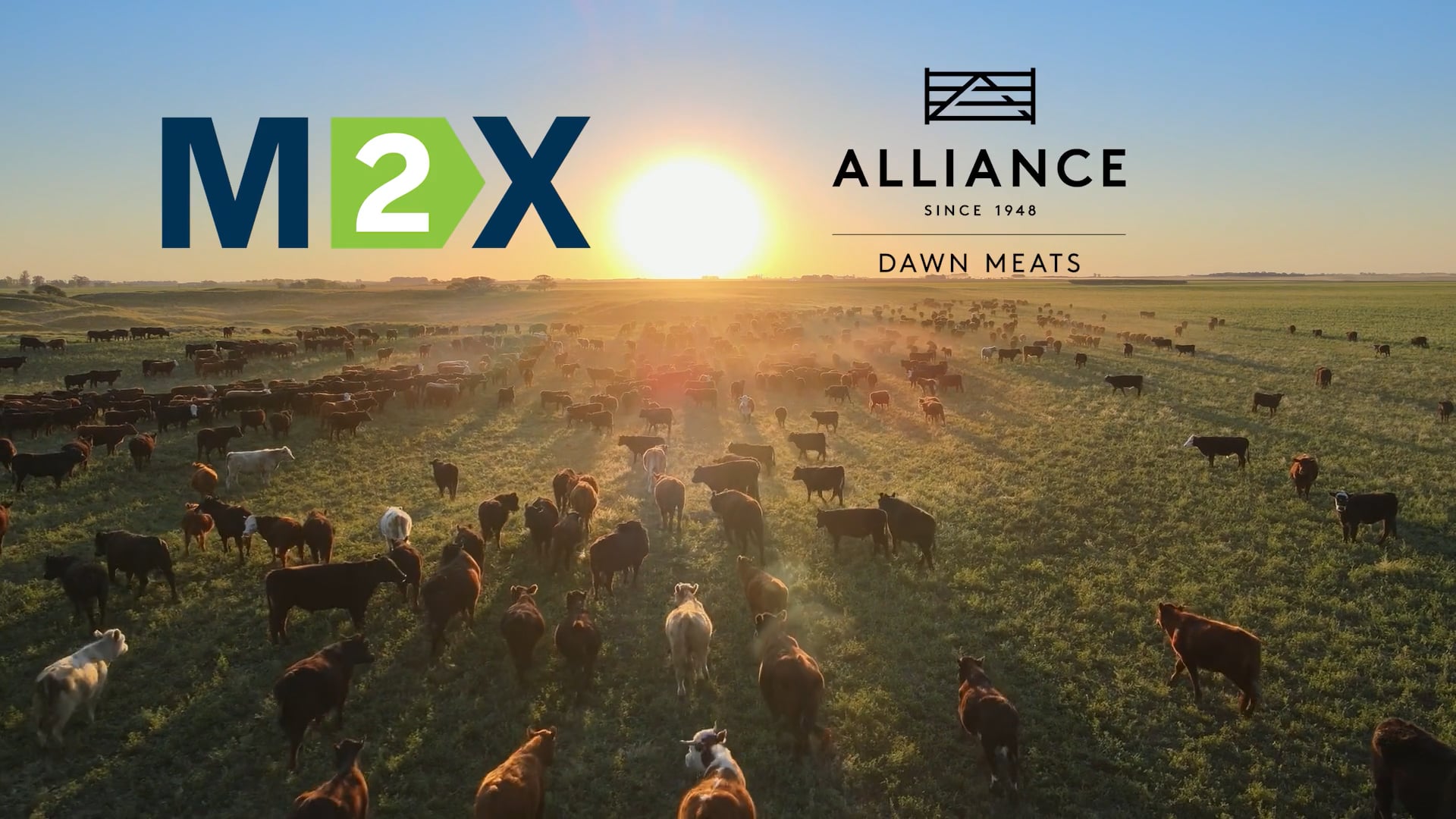 Alliance Dawn Meats logo in front of livestock in a field at sunset