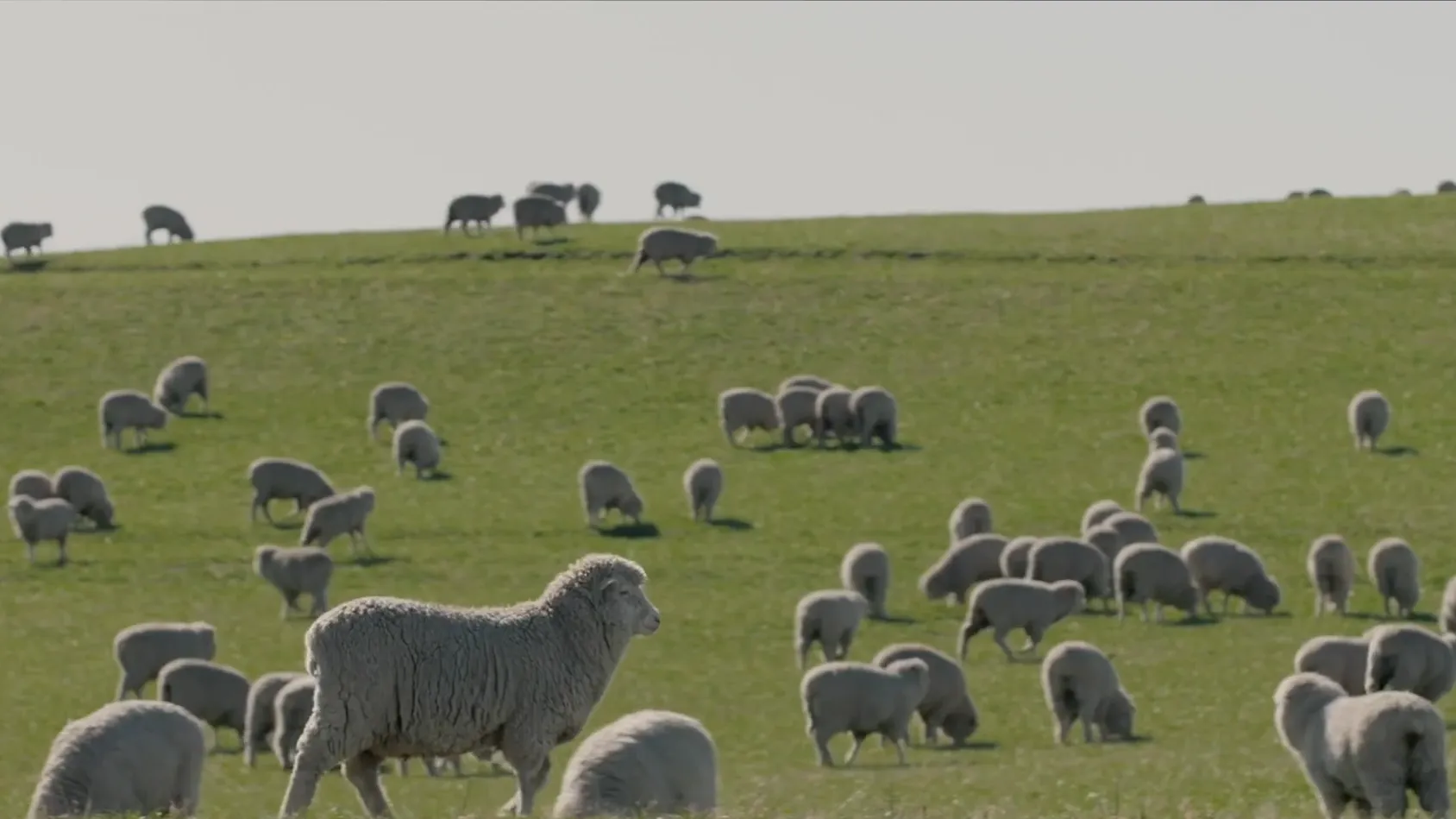M2X and Alliance logos over a photo of a lambs roaming in a grass field