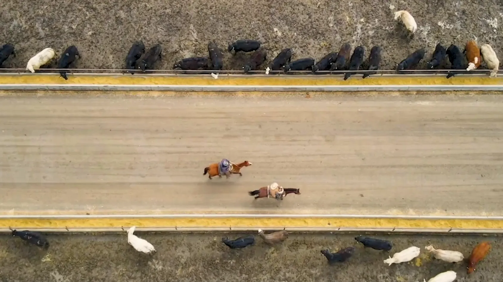 M2X and Beef Northwest Feeders logos over an aerial shot of cattle in pens