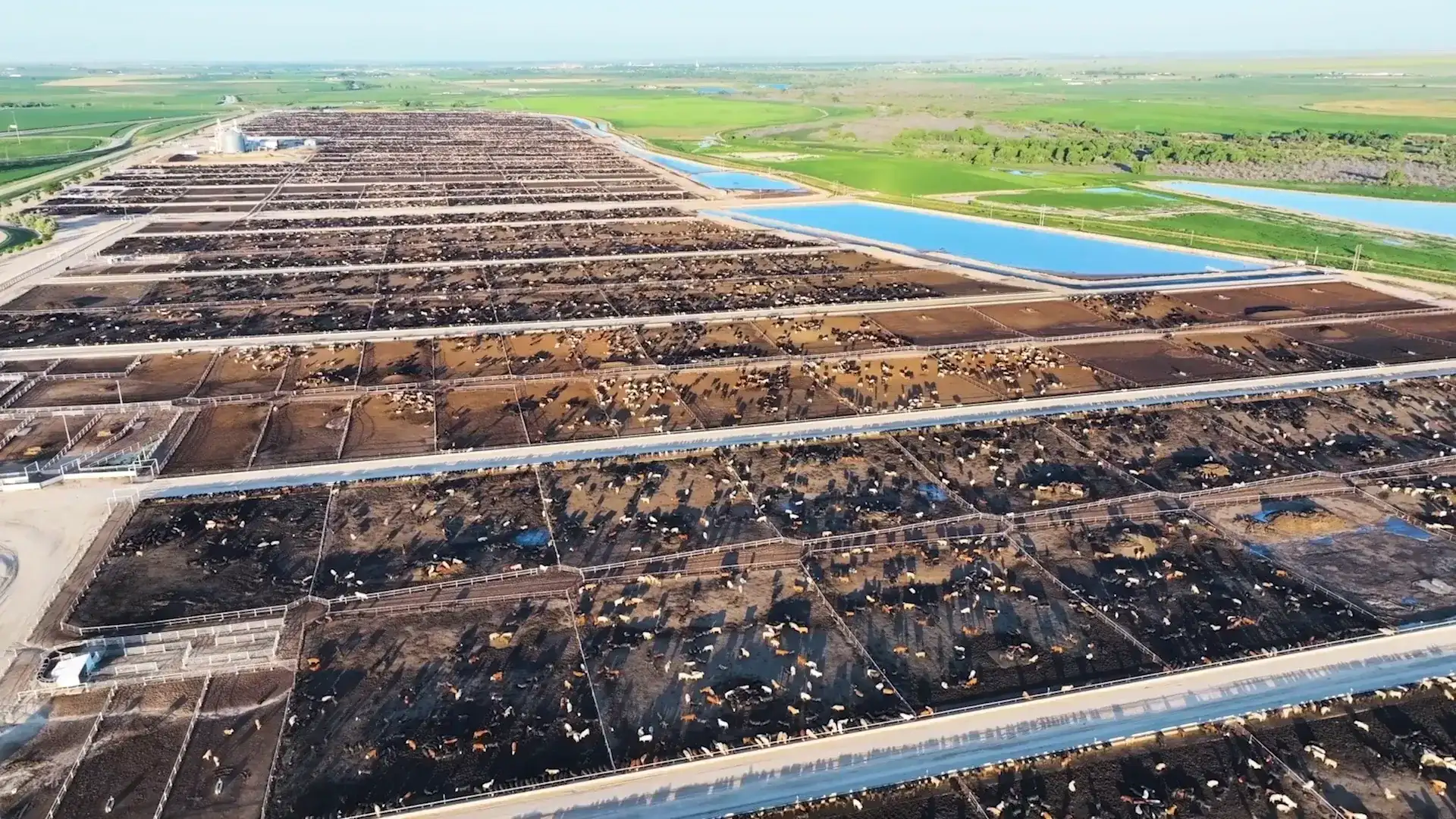 M2X and Preferred Beef logos over a photo of a livestock feedlot