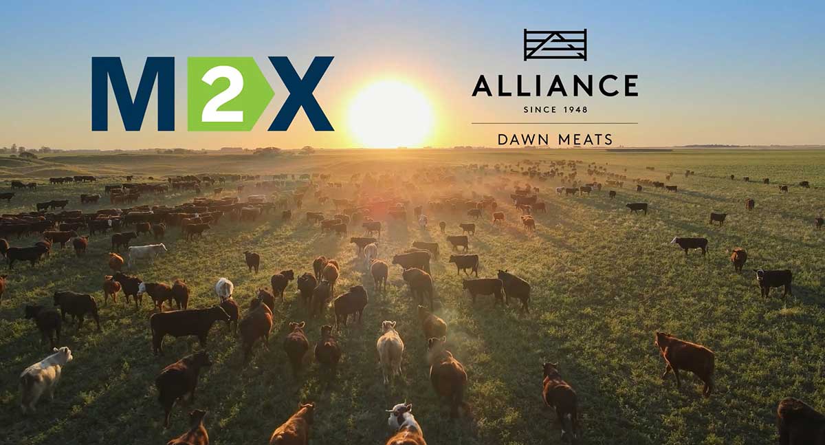 Alliance Dawn Meats logo in front of livestock in a field at sunset