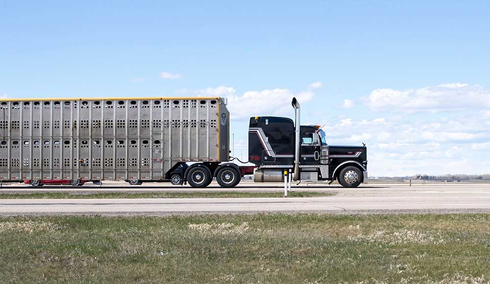 Livestock truck driving along highway