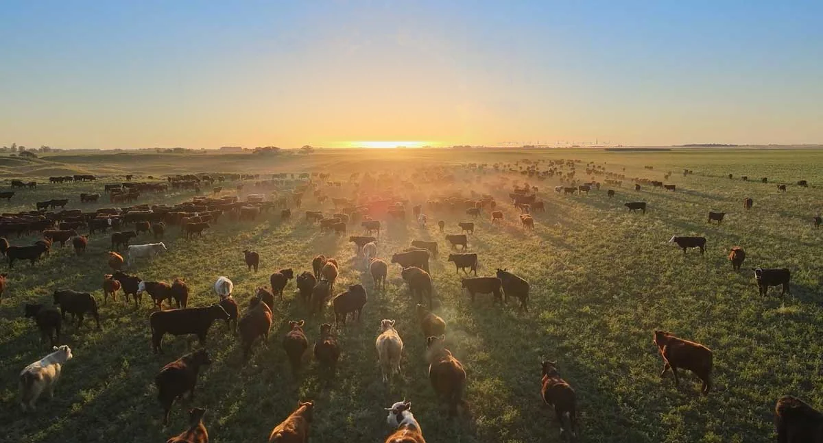 Alliance Dawn Meats logo in front of livestock in a field at sunset