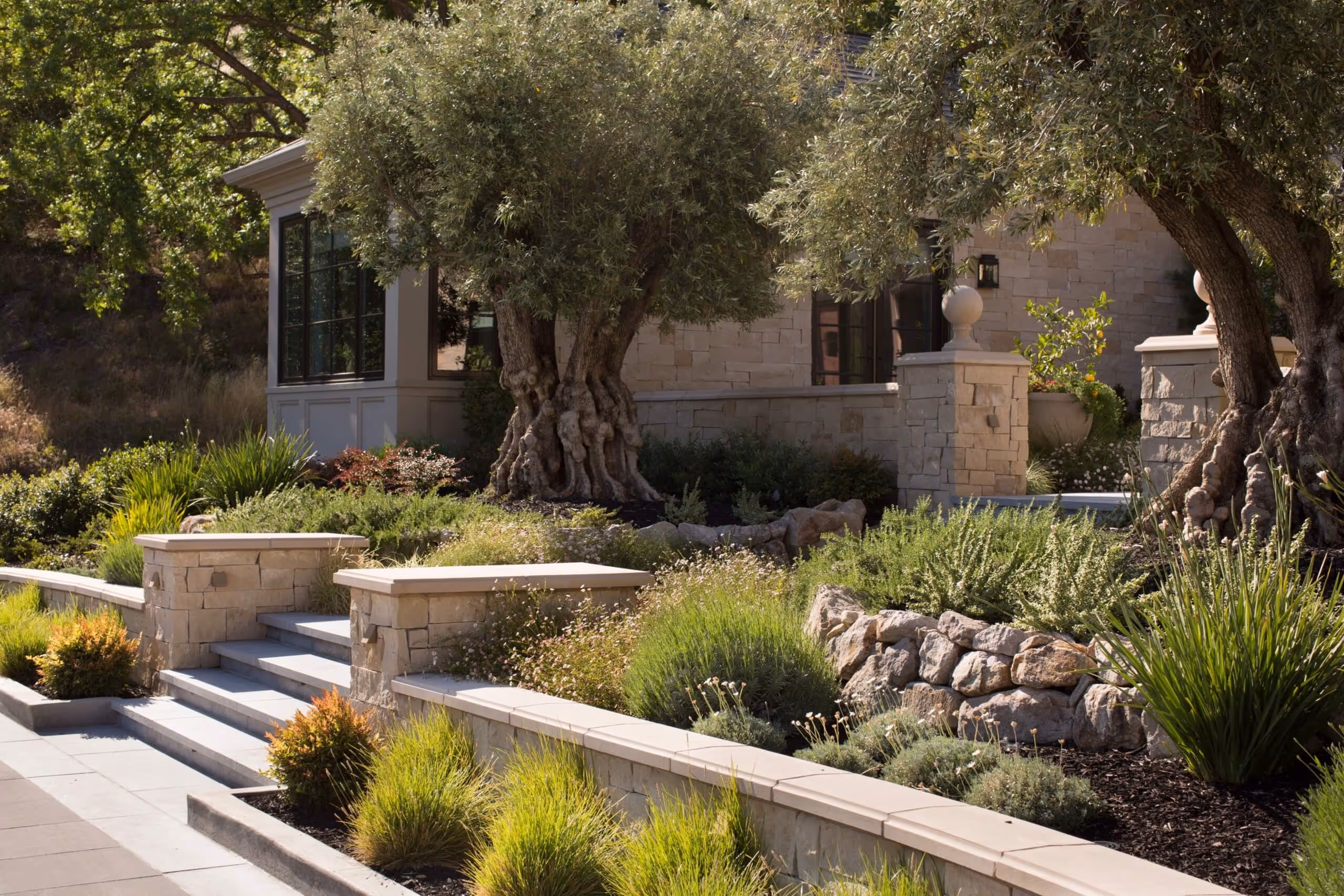 Stone steps bordered by landscaped garden beds with green shrubs and large olive trees in front of a stone house.