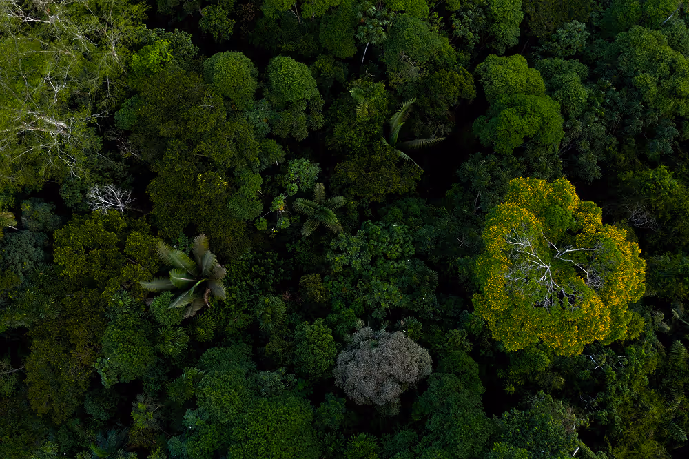 Aerial view of a dense green forest canopy with various shades of foliage.