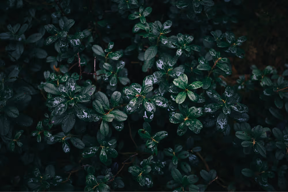 Close-up of green leaves with water droplets on them in a dark, natural setting.