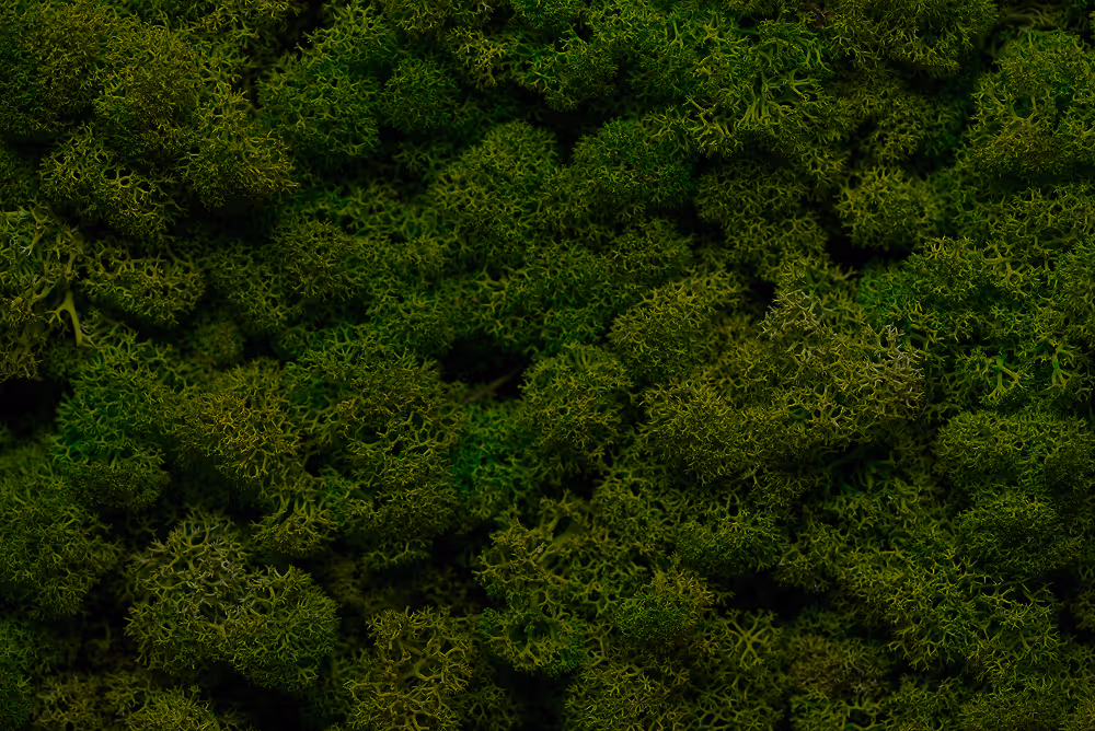 Close-up view of dense green moss with intricate, curly textures.