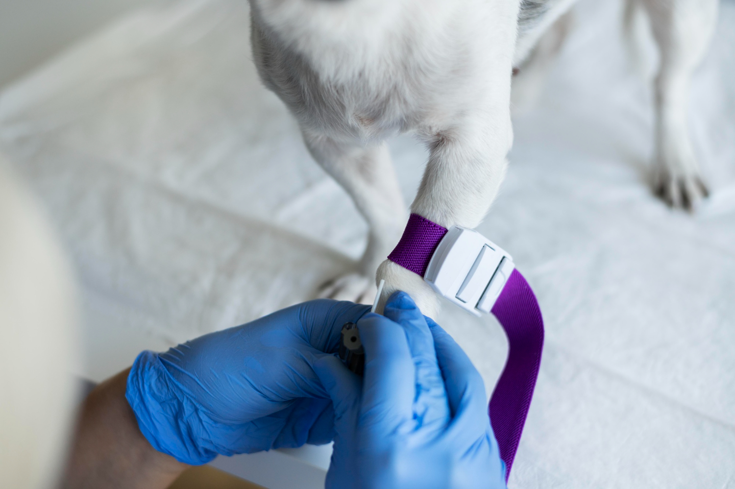 Veterinary team discussing lab results with pet owner in a welcoming exam room