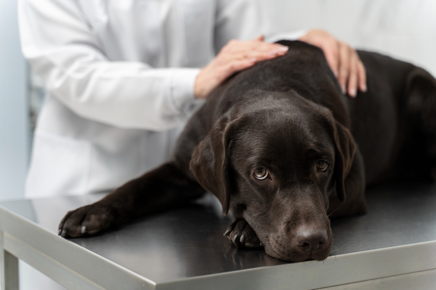 A veterinarian using an HT Vista device to examine a dog or cat in a calm, welcoming exam room