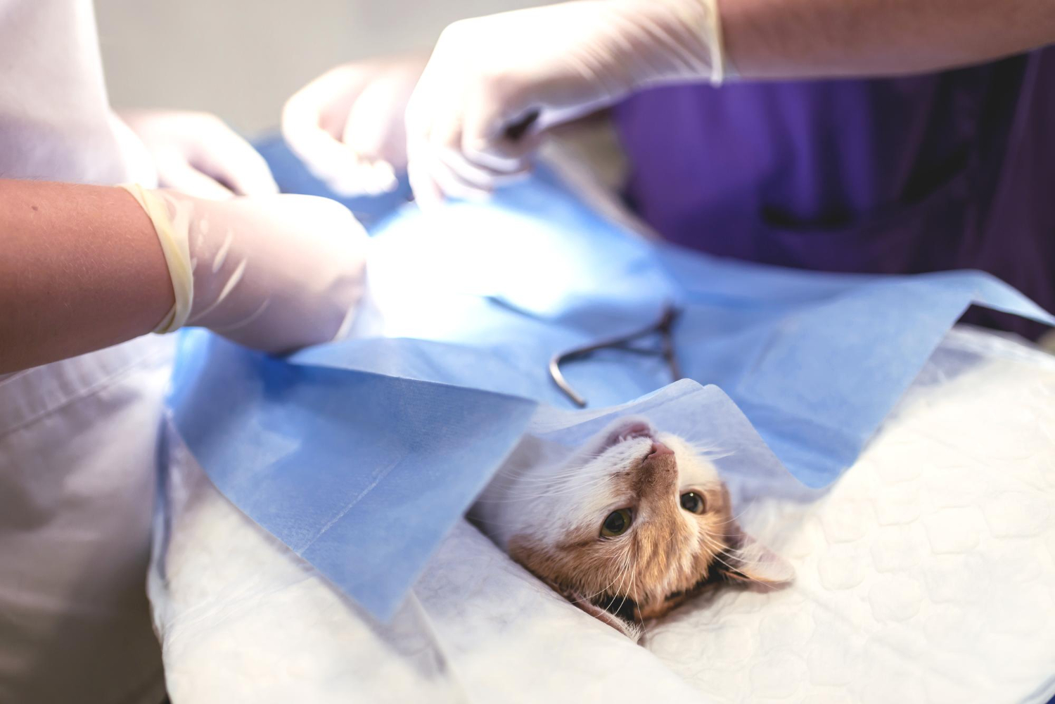 Veterinary surgeon performing a cancer surgery on a dog or cat in a modern surgical suite